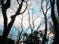 [Photobook] 芽衣 写真集 芽ばえちゃう (Wunder Publishing House)