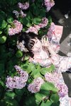 [Cosplay] Hana 花柒 - Hydrangea Kimono 绣球花和服