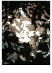 [Photobook] 石川澪《とられち》