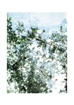 [Photobook] 石川澪《とられち》