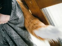 [Cosplay] (CH25) [Choukyou Mazo] Moka Fukuda 福田もか ぼくのもとにとつぜん、どんぎつねが舞い降りた。