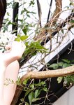 [Photobook] 2024.12.24 豊田ルナ『恋の誘い』BOMBデジタル写真集