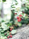 [Photobook] 小湊よつ葉写真集 芽吹き