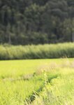 [Photobook] 似鳥沙也加 PHOTO BOOK 『PURE』 (TSUTAYA オリジナル・フォトブック)