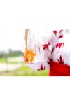 [Photobook] えなこ「えなこ日和」【ヤングチャンピオンデジグラ】