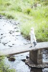[Cosplay] Gua Xi Jiang 瓜希酱 - rabbit ears white dress 穹妹兔耳白裙