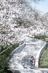 [Cosplay] 矢量鱼 椿导游 [32P-210MB]