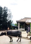 [Photobook] 秋元真夏 淡淡