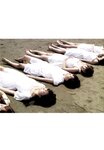 [Photobook] 乃木坂46 ファースト写真集 乃木坂派
