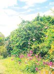 [Photobook] 秋元真夏フォトブック『淡淡(あわあわ)』 (幻冬舎単行本)