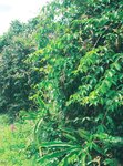 [Photobook] 秋元真夏フォトブック『淡淡(あわあわ)』 (幻冬舎単行本)