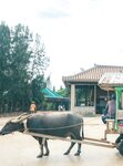 [Photobook] 秋元真夏フォトブック『淡淡(あわあわ)』 (幻冬舎単行本)