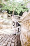 [Cosplay] 是一只熊仔吗 小可畏 [70P-174MB]