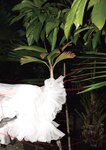 [Photobook] 桃園怜奈写真集 RemotioNal