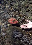 [Photobook] 葵つかさ写真集 葵つかさ 完全版
