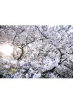 [Photobook] 葵つかさ写真集 葵つかさ 完全版