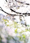 [Photobook] 葵つかさ写真集 葵つかさ 完全版