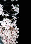 [Photobook] Saika Kawakita 河北彩伽『うたかたの花』増ページ【デジタル特装版】