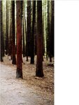 [Photobook]櫻坂46 松田里奈1st写真集『まつりの時間』
