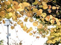 [Photobook] Rin Kira 吉良りん – ~Autumn~ Love Story 恋物語 (Complete)