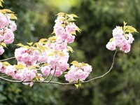 [Photobook] 渡辺まお グラビア写真集 青春＃アオハル