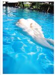 [Photobook] 2026.01.08 宮田愛萌1st写真集『Lilas 【DMM限定アザーカット付き版】