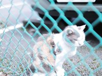 [Photobook] [福田もか。のサークル (福田もか。)] 小料理屋の美人女将が常連の僕だけに見せた 夜の顔…