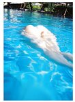[Photobook] 宮田愛萌 Lilas【特別アザーカット付き版】
