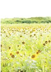 [Photobook] はぴぱら 彩月七緒
