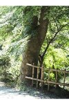 [Photobook] 大瀧沙羅「原石、みいつけた！」【ヤングチャンピオンデジグラ】