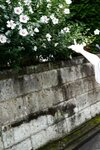 FLASHデジタル写真集 出口亜梨沙 ある日、サキュバスが住みついた。