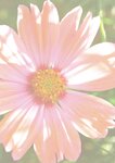 [Photobook] 鶴嶋乃愛 1stフォトエッセイ 微睡む花の様に