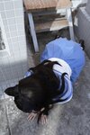[Cosplay] 不呆猫 天台小猫咪 [96P1V-1.65GB]