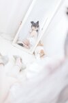 [Cosplay] 阿半今天很开心 爱宕婚纱 [36P-142MB]