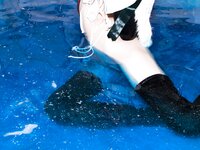 [Cosplay] Miri Minazuki 水無月みり Mou! Kodomo Atsukai Shinaide Kudasai Tonakai-san! もう！子ども扱いしないでくださいトナカイさん！