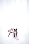 [Cosplay] Nikukyu Ayato, Nagisa MK-2, Usagi, Senji Klartheit