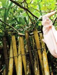 [Photobook] インソムニア　涼森れむ写真集 アサ芸SEXY女優写真集