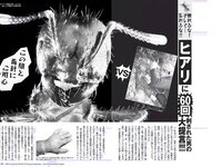 [FLASH] 電子版 2017 No.08.01 (水崎綾女 柏原芳恵 小屋春菜 他)