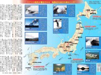 [FLASH] 電子版 2018 No.02.13 (山崎真実 真野恵里菜 板野友美 広瀬アリス 大原優乃 松川菜々花 森咲智美 他)