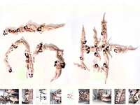 [FLASH] 電子版 2019 No.01.01-08-15 (筧美和子 小芝風花 中丸シオン 他)