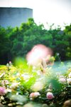 Bambi (밤비) - Lacerta Photography
