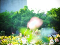 Bambi (밤비) - Lacerta Photography