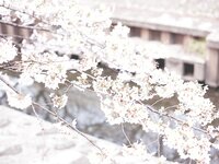 【青山裕企】すずかのアオいハル 総集編