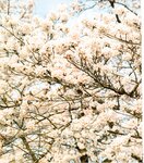 【青山裕企】青山裕企♡妹妹