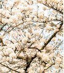 【青山裕企】青山裕企♡妹妹