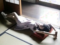 【青山裕企】飞鸟はオレの、妹（LQ）