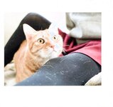 【青山裕企】ネコとフトモモ