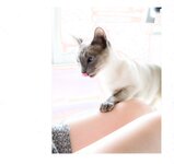 【青山裕企】ネコとフトモモ