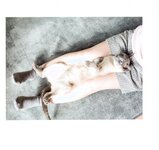 【青山裕企】ネコとフトモモ