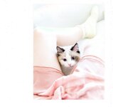 【青山裕企】ネコとフトモモ